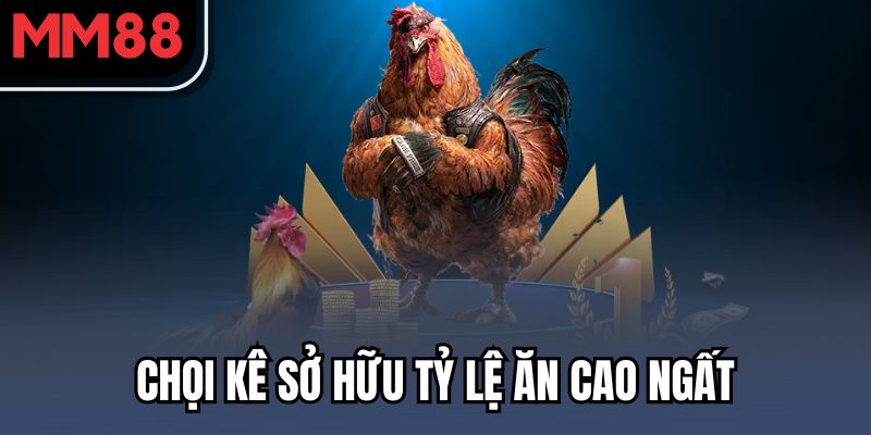 Chọi kê sở hữu tỷ lệ ăn cao ngất